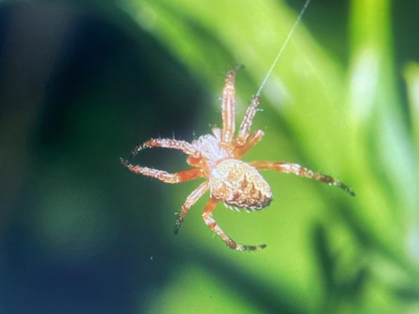 Kruisspin (Araneus diadematus)